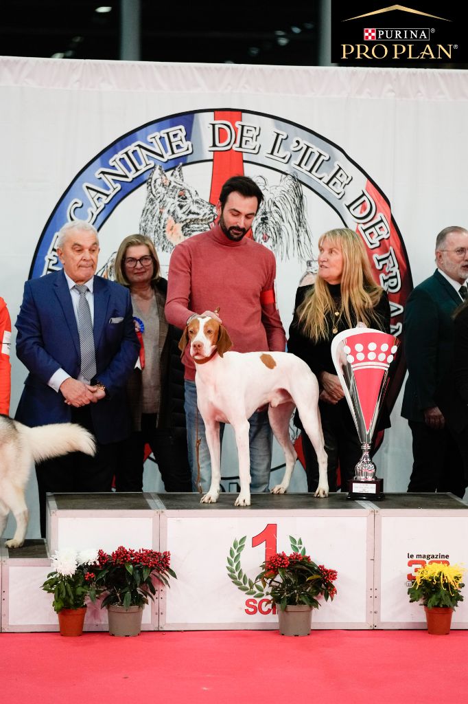 De la diane de belrem - One de la Diane de Belrem, Best In Show du Paris Dogs Show