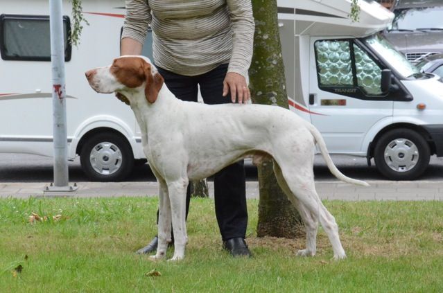 De la diane de belrem - Issan termine le championnat d'Espagne !