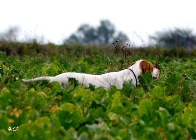 De la diane de belrem - Field de Rots (14) : 1er excellent pour Gwen