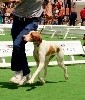  - CACS pour Moun au grand prix des chiens de chasse du Game Fair