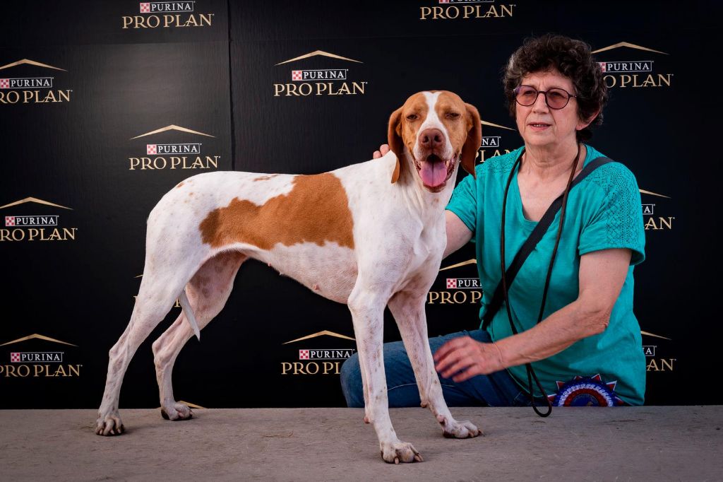 De la diane de belrem - L'élevage de la Diane de Belrem remporte les Dogs Awards 2021