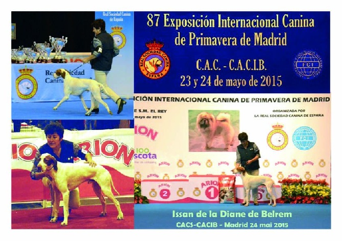 De la diane de belrem - Exposition de Madrid : CACS-CACIB pour Issan !