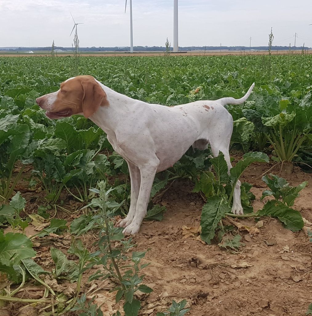 De la diane de belrem - CACT pour Ourale en field sur gibier naturel !