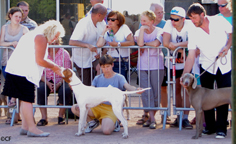 De la diane de belrem - Issan, meilleur puppy du 7è groupe à Châtel-Guyon