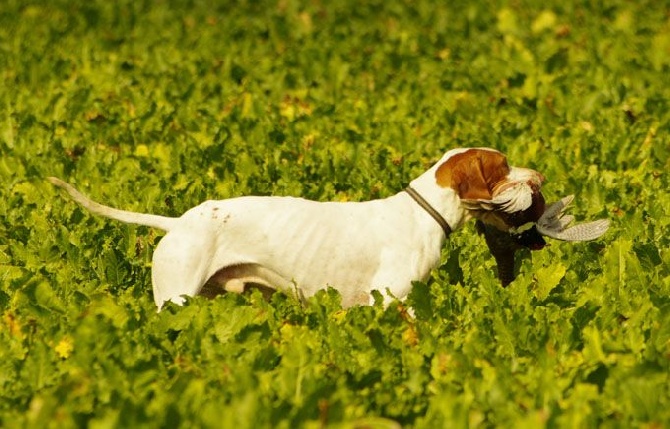 De la diane de belrem - Field de Beaumontel : RCACT pour Issan