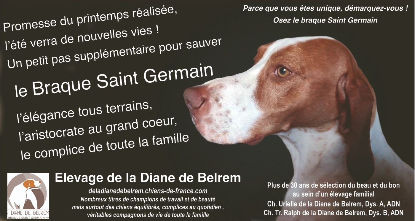 De la diane de belrem - Un petit pas pour préserver l'avenir du braque Saint Germain et garder la diversité génétique de notre race patrimoniale !