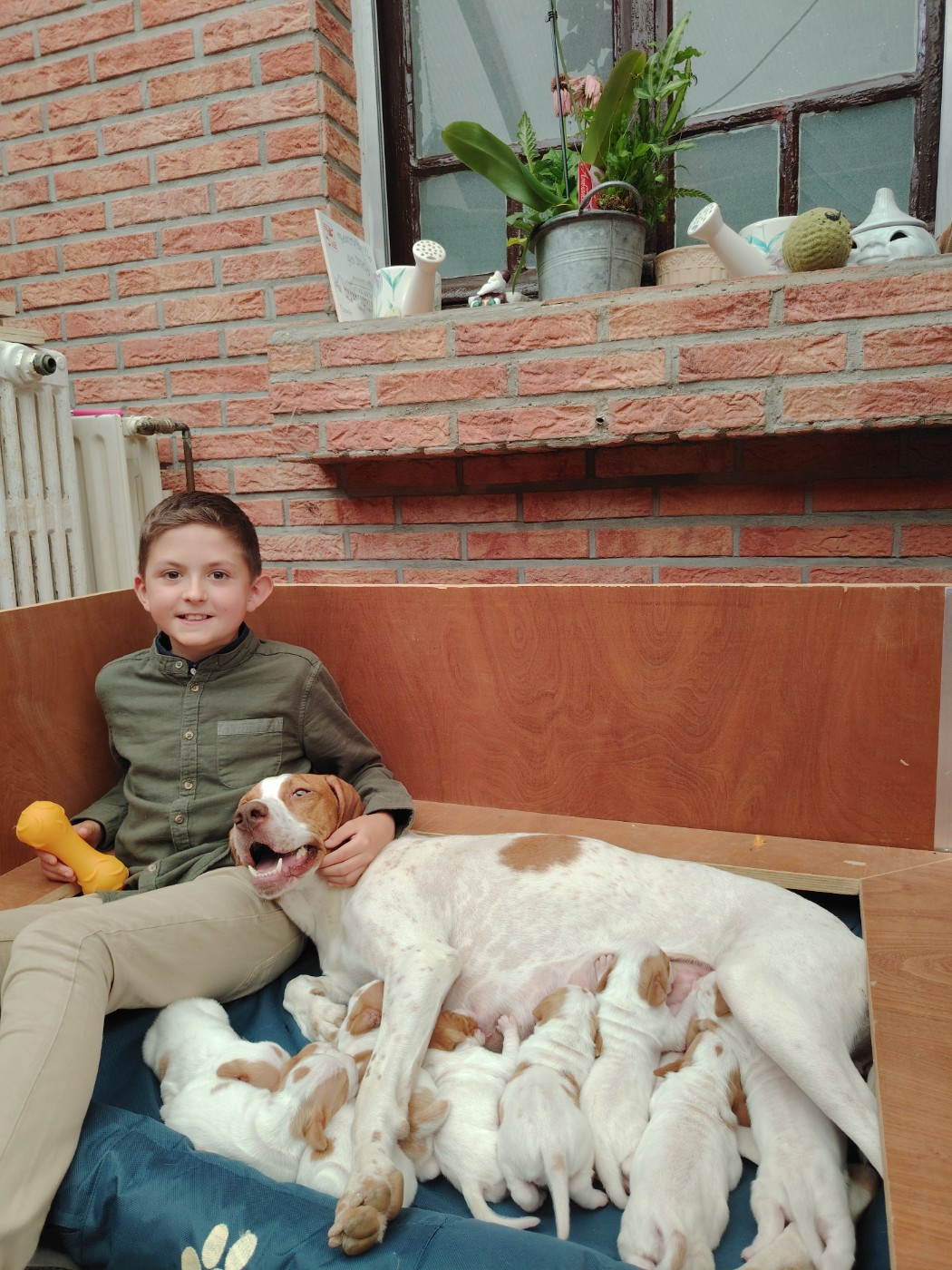 De la diane de belrem - Urielle et Ralph, une belle union et 10 chiots !