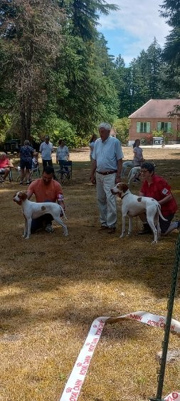 De la diane de belrem - Excellents résultats à la Nationale d'élevage 2026