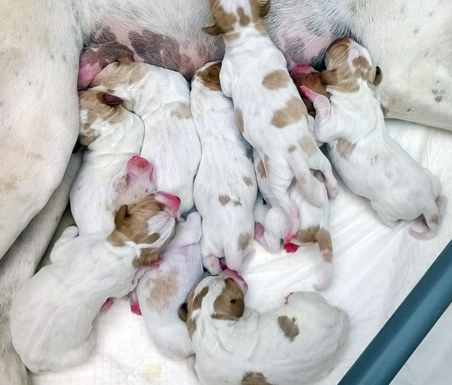 De la diane de belrem - Les chiots de Gaïa sont nés !