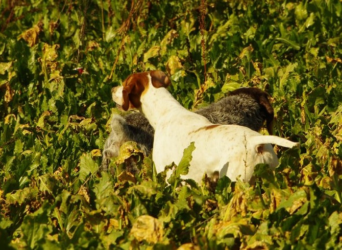 De la diane de belrem - Field GT Gouy en Artois : 3ème ex pour Gaïa en couple