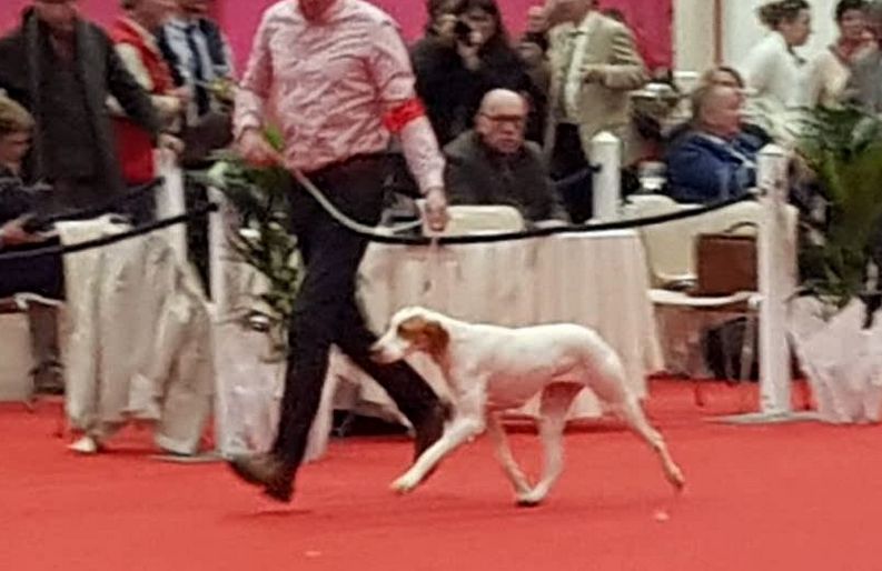 De la diane de belrem - Expo d'Angers, CACS-CACIB pour Nacre de la Diane de Belrem