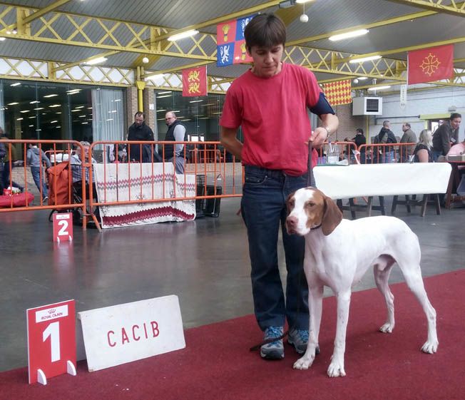 De la diane de belrem - Expo de Mouscron en Belgique : CAC-CACIB-BOB pour Junior
