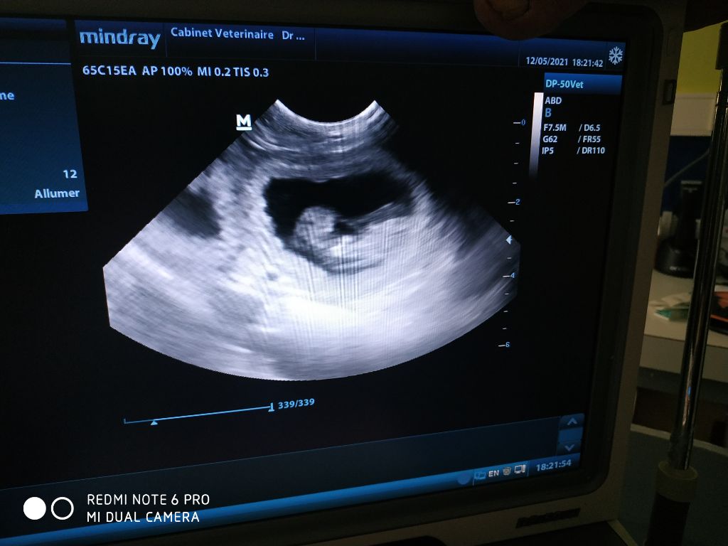 De la diane de belrem - Gestation confirmée pour Moun !