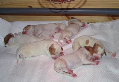 De la diane de belrem - Fantasia, maman de 6 chiots