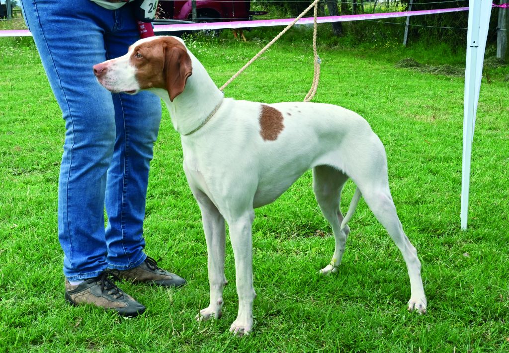 De la diane de belrem - Raïa, sélectionnée parmi les 128 chiens invités au challenge CED