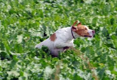 De la diane de belrem - Field de Therdonne : encore un CACIT pour Gaïa !