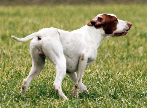 De la diane de belrem - Field de printemps : CACT de couple pour Issan