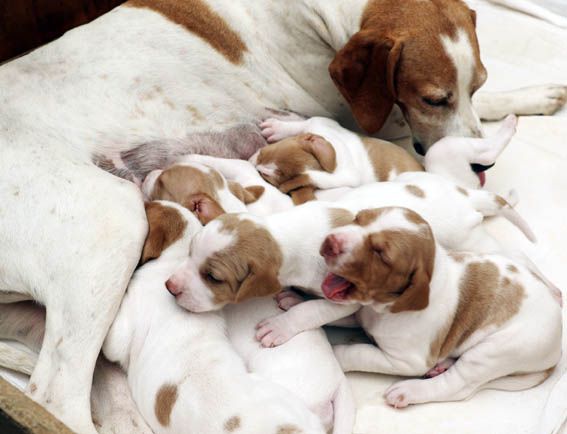 De la diane de belrem - Gaïa, maman de 6 chiots !