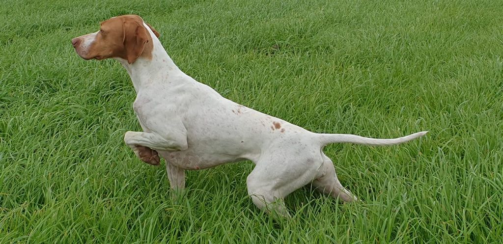 De la diane de belrem - Ourale, championne de France de conformité au standard !