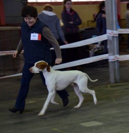 De la diane de belrem - Spéciale de Pau : CACS-CACIB et MdR pour Issan !