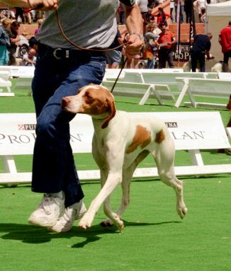 De la diane de belrem - CACS pour Moun au grand prix des chiens de chasse du Game Fair