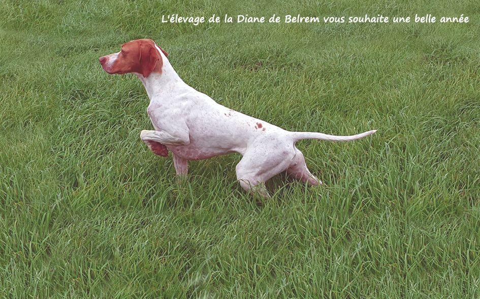De la diane de belrem - Meilleurs voeux