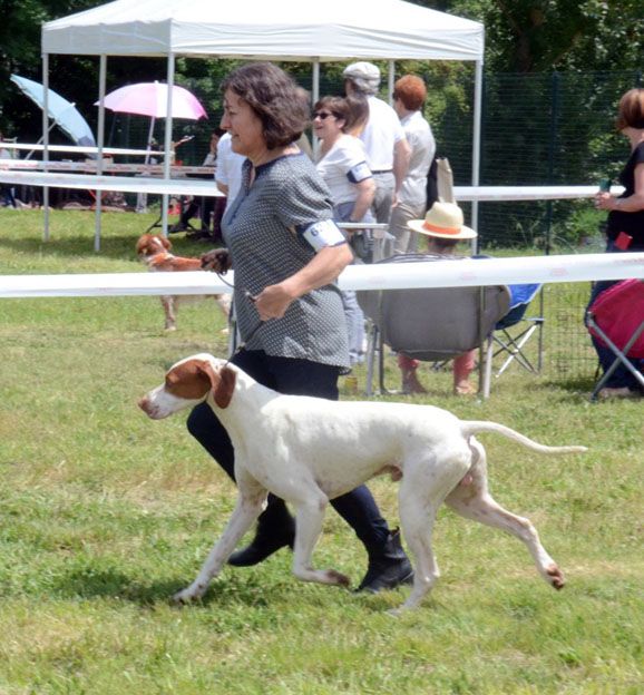 De la diane de belrem - Expo de Villeneuve sur Lot : Issan 1er Ex en champion
