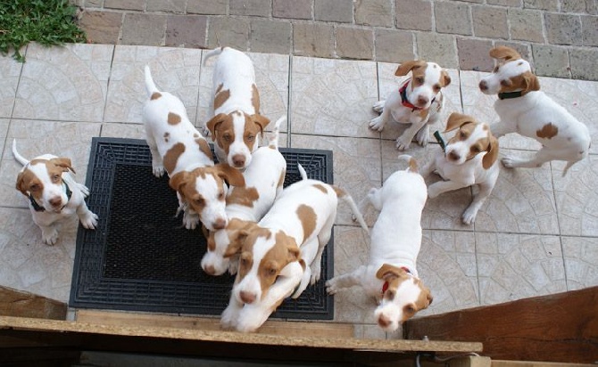 De la diane de belrem - 8 semaines pour les chiots de Douchka