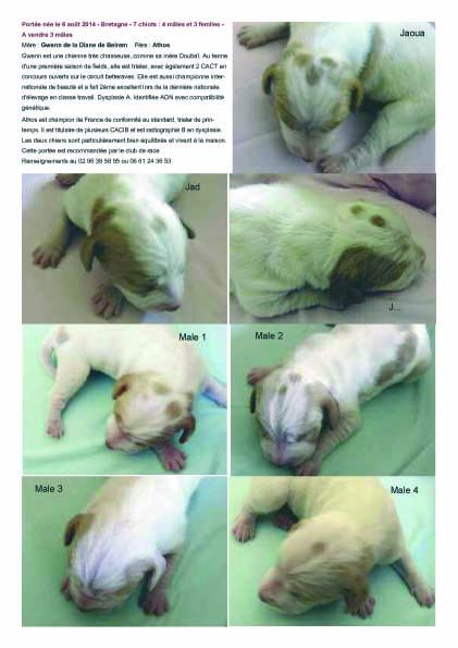 De la diane de belrem - 7 chiots sont nés avec Gwenn