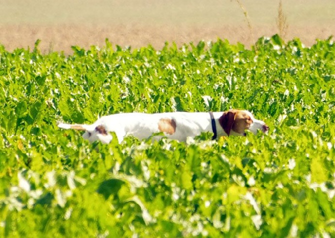 De la diane de belrem - Field d'Andechy : Ièna devient trialer !