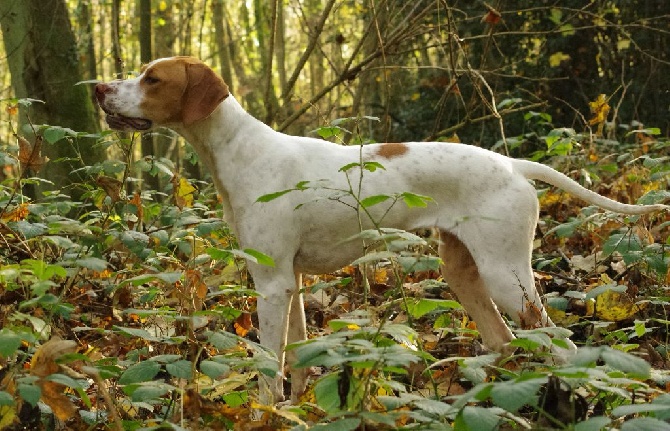 De la diane de belrem - Gaïa termine son championnat sur gibier naturel !