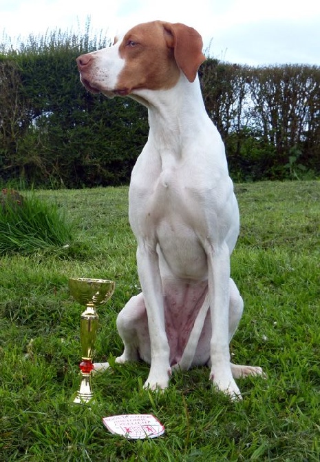 De la diane de belrem - Expo de Saint Brieuc : CACIB pour Gwenn et 2è du 7è gr. pour Jabadao