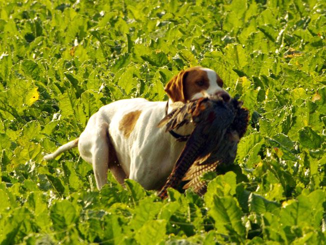De la diane de belrem - Field de Beaumontel : 2ème excellent pour Ièna