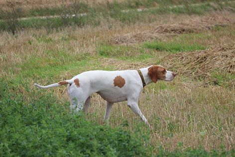 De la diane de belrem - Ièna, 1er excellent au field de Callen