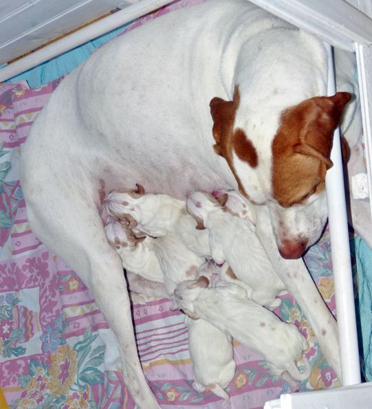 De la diane de belrem - Les chiots de Gwenn sont là...