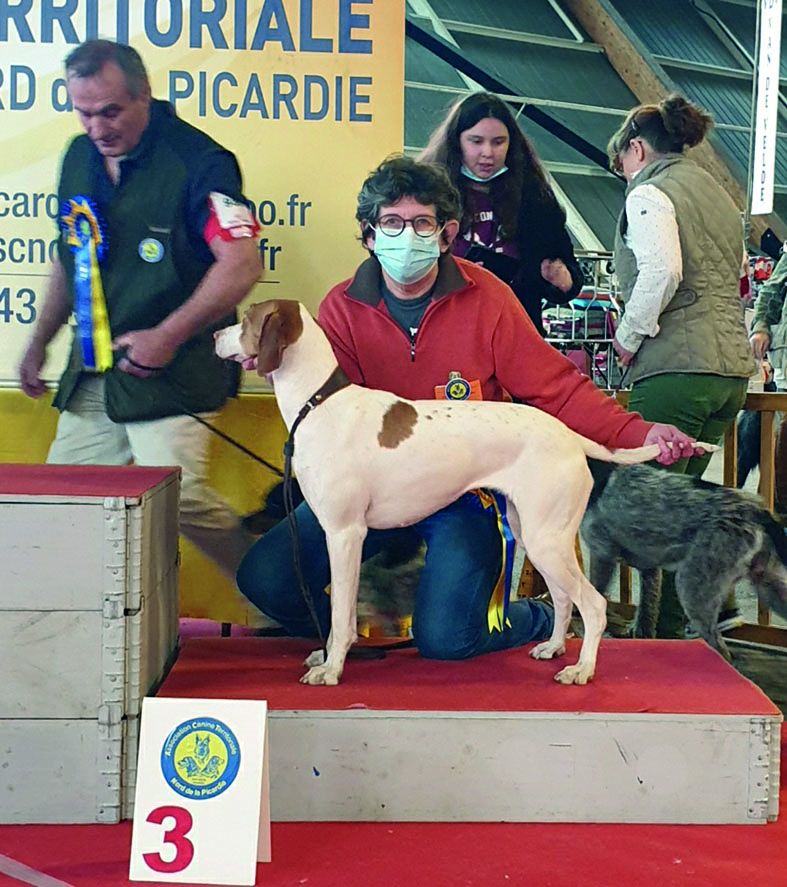 De la diane de belrem - Raîa, CACS, MdR et 3è du groupe à Amiens