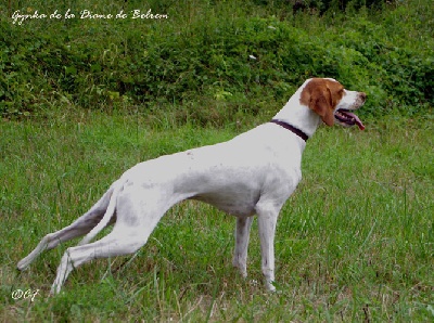 De la diane de belrem - Gynka, championne d'automne