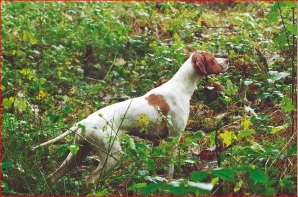 De la diane de belrem - Gaïa, championne des RSH 62 et vice-championne régionale