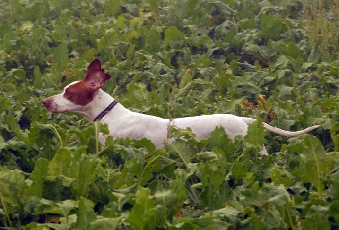 De la diane de belrem - Field de Therdonne : Issan trialer avec une RCACT !