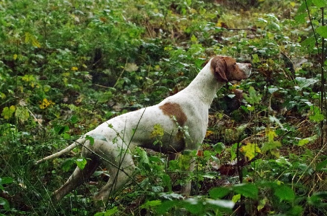 De la diane de belrem - Field sur Gibier naturel : nouveau CACT pour Gaïa !