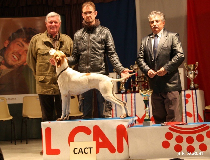De la diane de belrem - Gestation confirmée pour Gaïa